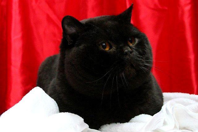 Черный британский кот – особенности и генетика окраса, разведение, уход за шерстью, интересные факты и приметы