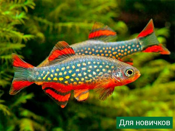 Аквариумные рыбки: названия самых популярных комнатных видов по алфавиту для аквариума, каталог, описание для новичков