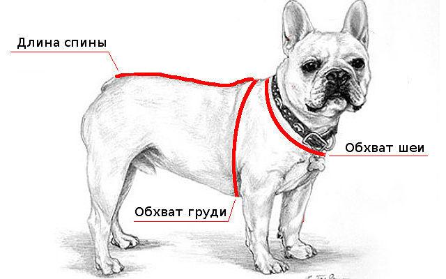 Одежда для французского бульдога: намордник, жилет, комбинезон