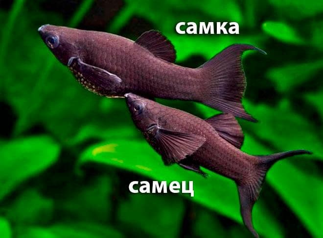 Моллинезия черная (рыбка): отличия самца от самки, размножение, беременная самка, болезни, содержание в общем аквариуме, мальки