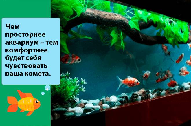 Рыбка комета (золотая аквариумная рыбка): виды (ситцевая, красная, черная, желтая), как отличить самца от самки, содержание, фото, размножение