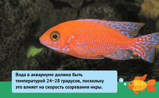 Аулонокара орхидея: виды (ред, земляника), содержание цихлиды, фото, нерест, продолжительность жизни, аквариум