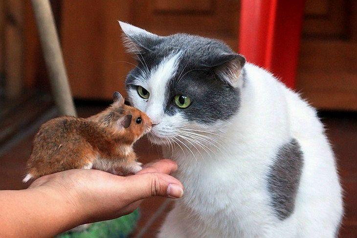 Хомяки и коты: можно ли держать питомцев в одной квартире