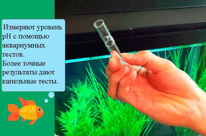 pH воды: что это, измерить (проверить, определить) в домашних условиях, как понизить в аквариуме высокий уровень пш, как повысить, кислотность, тесты