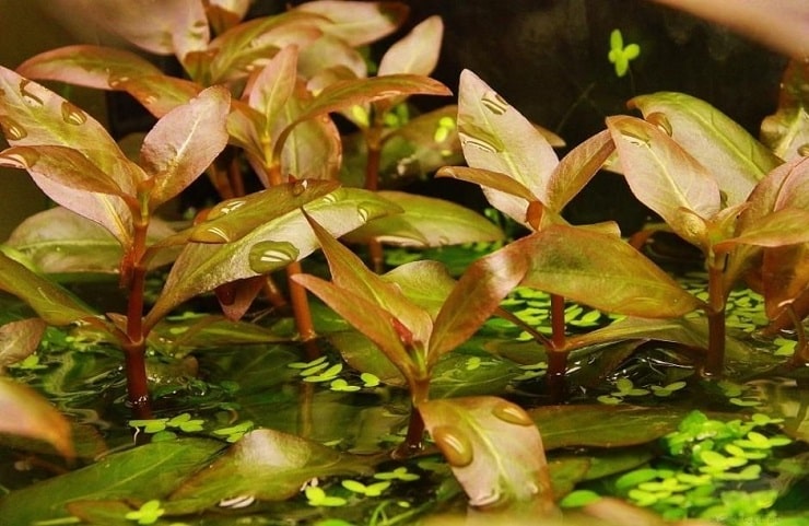 Альтернантера рейнека (alternanthera reineckii): описание растения, содержание и уход за водорослью