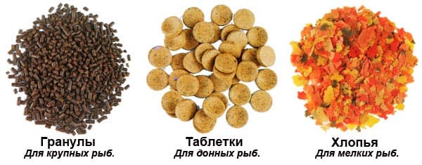 Аквариум для начинающих (аквариумистика): уход, содержание, что нужно дома, как выбрать, правила для новичка, советы
