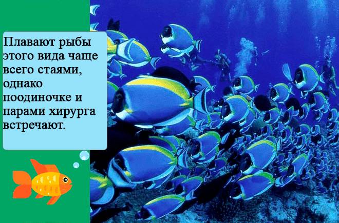 Голубой хирург (рыбка paracanthurus hepatus): виды (белогрудый или leucosternon, lineatus, triostegus, японский, pyroferus), содержание, кормление, совместимость