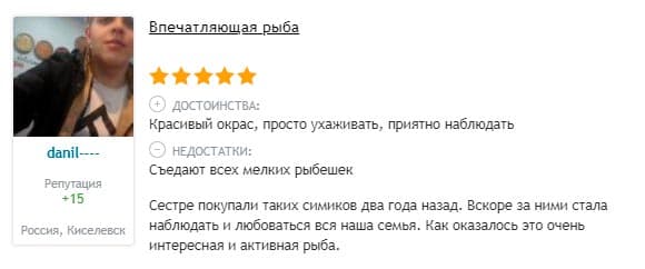 Сом синодонтис (перевертыш): совместимость с другими аквариумными рыбками, содержание, виды, размножение, фото