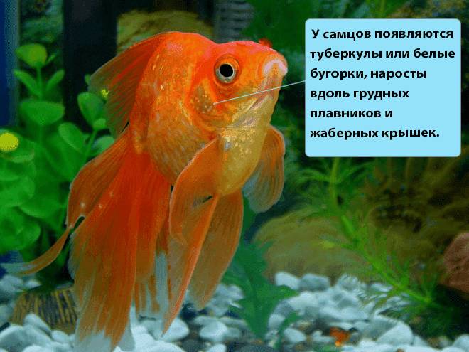 Рыбка вуалехвост: содержание и уход, как выглядит, виды (ситцевый), сколько живут, фото, размножение, совместимость