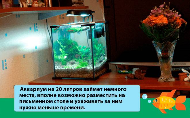 Аквариум 20 литров: сколько рыбок можно держать, оформление, кого поселить, каких рыбок, что нужно, оборудование, запуск