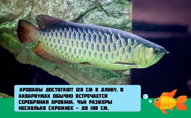 Арована рыба (аквариумный дракон): содержание, уход, виды (серебряная), кормление, совместимость, размножение, нерест