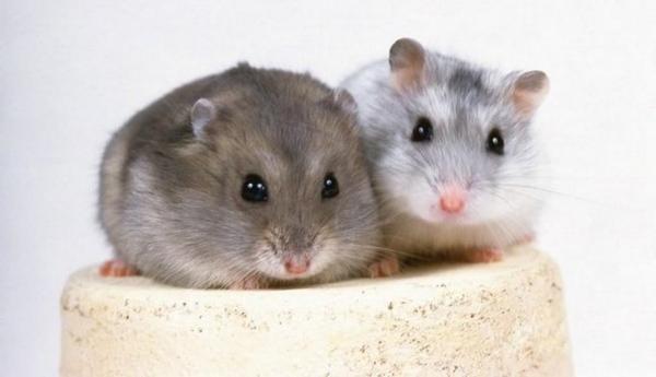 Размножение джунгарских хомяков в домашних условиях: информация о разведении и спаривании