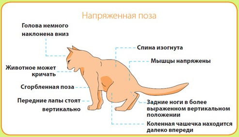 Мочекаменная болезнь у котов (кошек): симптомы, лечение, профилактика