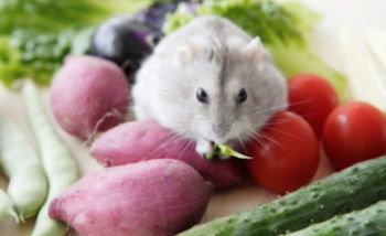 Чем можно кормить хомяка в домашних условиях: список продуктов питания