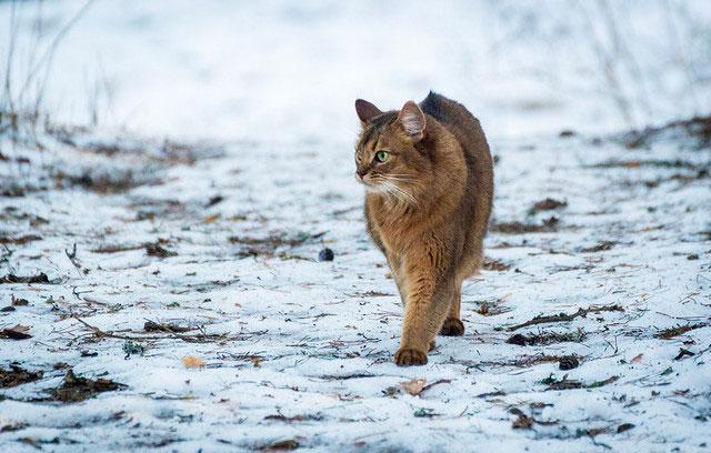 Сомалийская кошка (сомали): описание, характер, уход и содержание, кормление
