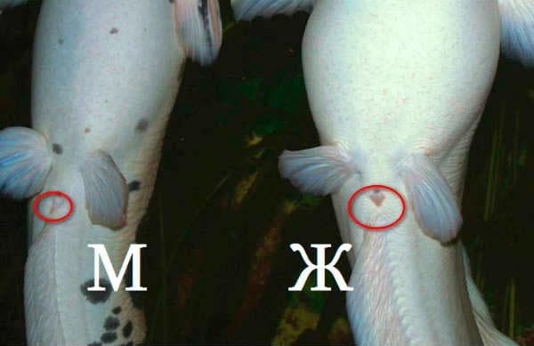 Сом клариус (клариус): содержание, виды (пятнистый, мраморный, ангослький), с кем уживается сомик в аквариуме, фото