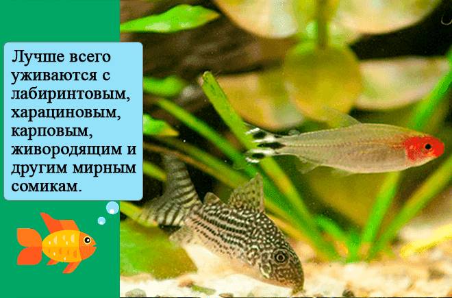 Коридорас штерба (сомик): содержание, нерест, фото, рацион, аквариум, параметры воды