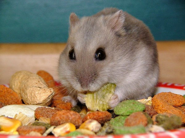 Что больше всего любят кушать хомяки: лакомства, вкусняшки, угощения магазинные и своими руками