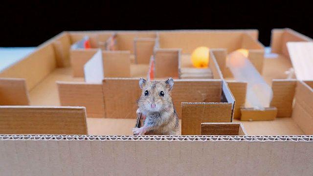 Как играть с хомяком в домашних условиях: варианты развлечений для питомцев