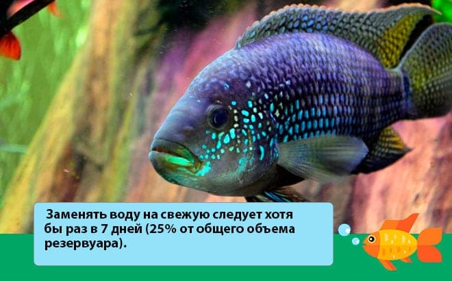 Цихлазома пчелка (биоцелатум, восьмиполосая): содержание аквариумной рыбки, совместимость цихлиды, уход, кормление, продолжительность жизни