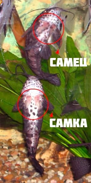 Таракатум содержание и уход за сомом: отличие самца и самки рыбки, размножение (разведение) в домашних условиях, нерест, совместимость, описание, фото