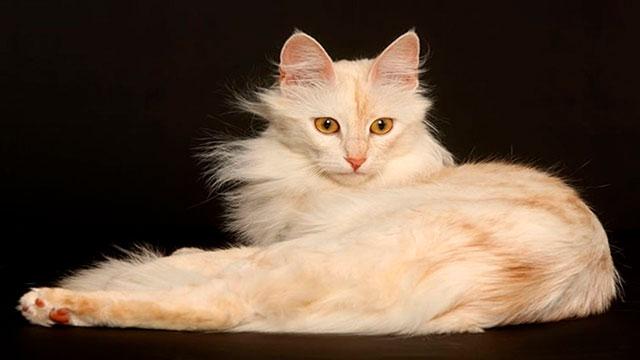 Королевская кошка: список пород, описание, интересные факты