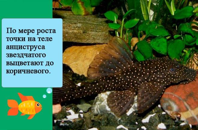 Анциструс звездчатый (сом l181): содержание, разведение (размножение), фото, уход, внешний вид, совместимость, кормление