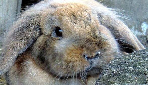 Болезни кроликов симптомы и их лечение +фото, чем болеют и что делать, заболевания опасные для человека