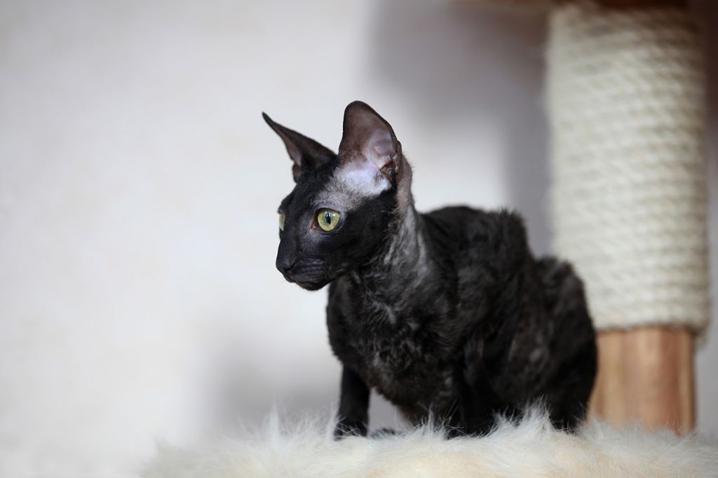 Корниш-рекс   фото кошки, цена кудрявой породы, история и описание характера, уход.