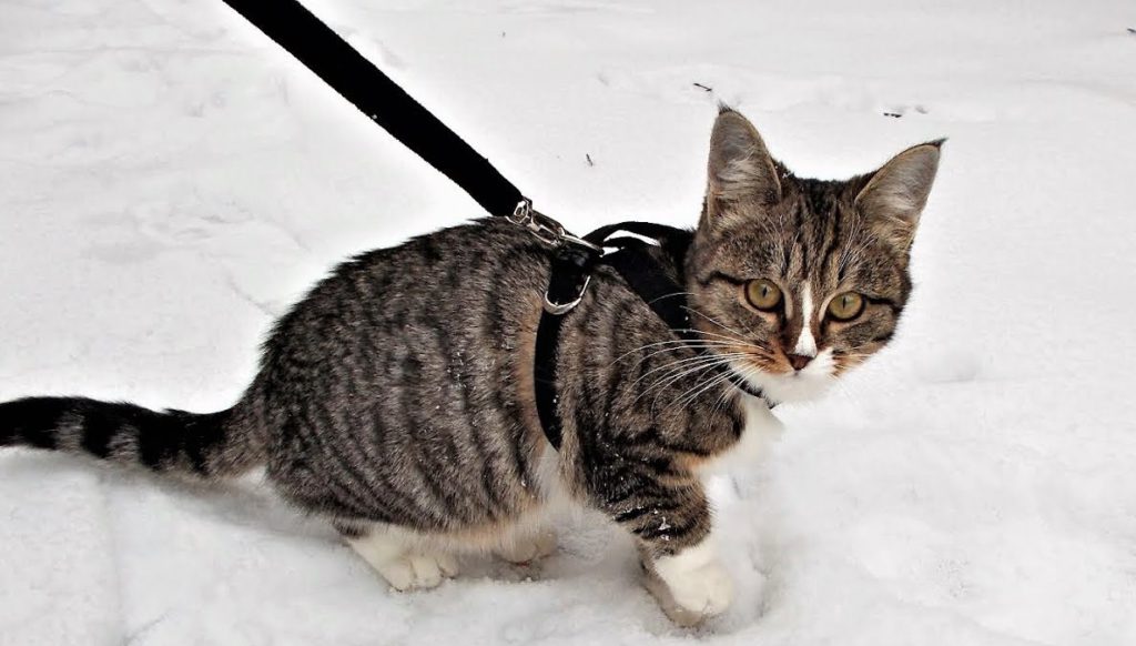 Шлейка для кошки, инструкция по применению: как собрать и надеть на кота?