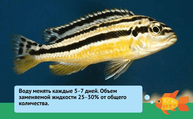 Цихлазома бриллиантовая дисковая (жемчужная): содержание акары, размножение, кормление, совместимость, размножение, болезни