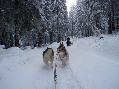 Аляскинский маламут: подробно о породе, фото собаки, щенки