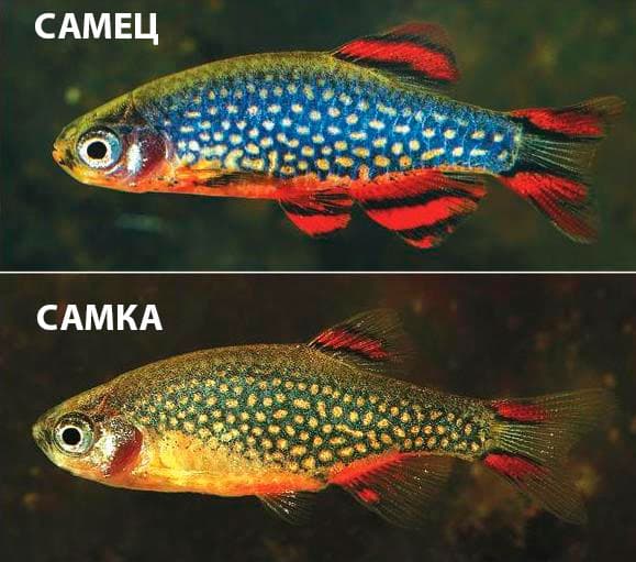Микрорасбора галактика (расбора, danio margaritatus): содержание, разведение рыбки, совместимость, размножение, фото