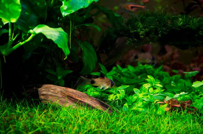 Коридорас панда (сом corydoras panda): содержание, уход, размножение аквариумной рыбки, разведение, фото, продолжительность жизни, совместимость