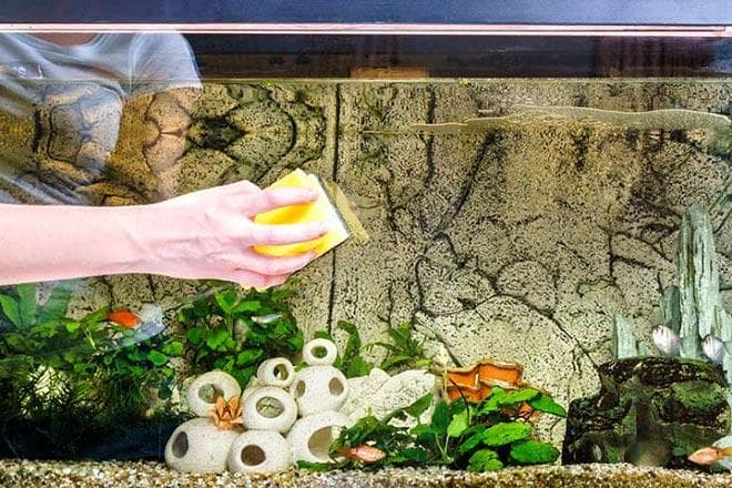 Бурые водоросли (диатомовые, коричневые) в аквариуме: как бороться (избавиться) с налетом, почему появляется, причины
