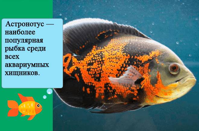 Хищные аквариумные рыбки: правила содержания (температура, фильтрация), совместимость, размножение
