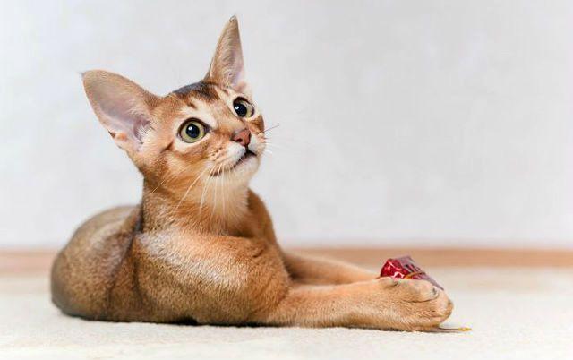 Уход за абиссинским котенком: гигиена, содержание, кормление