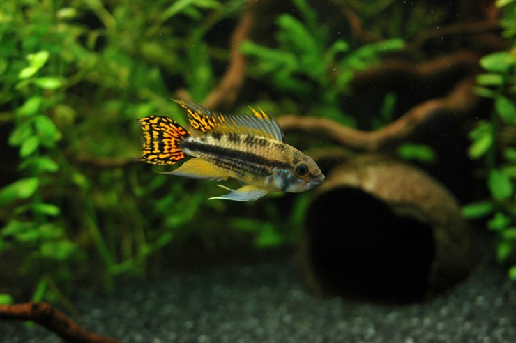 Апистограмма какаду (apistogramma cacatuoides): содержание рыбки цихлиды в домашних условиях, жизнь в природе