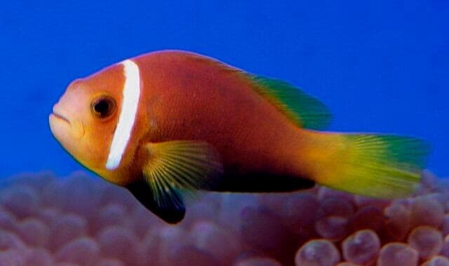 Рыба клоун в аквариуме (amphiprion percula, перкула): где живет, содержание в аквариуме, фото