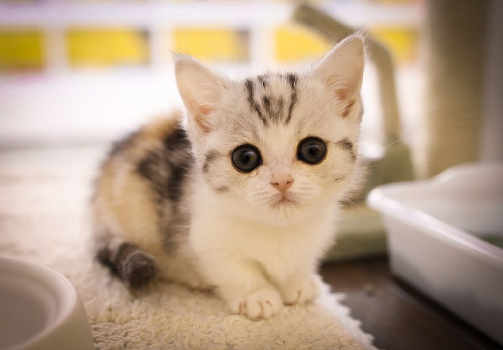 Кошка манчкин   фото, описание породы, характер, уход, цена котёнка.