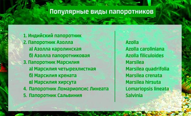 Ломариопсис Линеата, Марсилия, Азолла, Сальвиния - растения папоротники в аквариуме