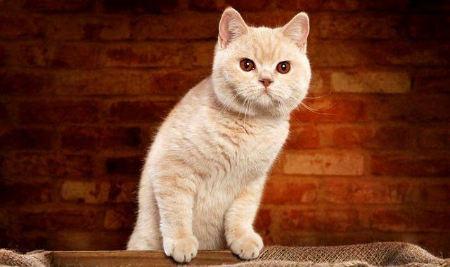 Британская кошка (короткошерстная) – описание породы и характера, уход и содержание, кормление
