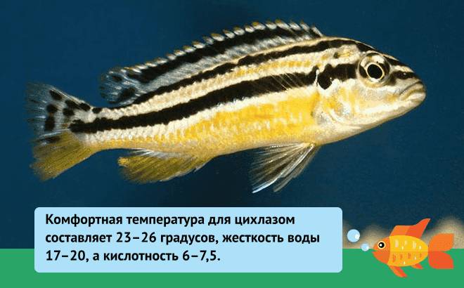Цихлазома меека (цихлида): содержание, совместимость, уход, кормление, размножение, фото, болезни