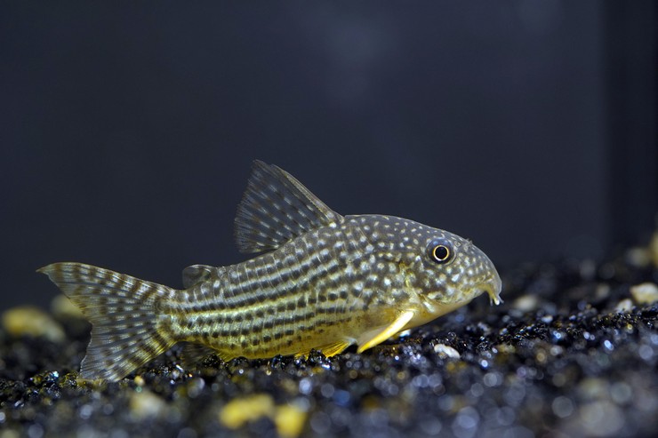 Коридорас крапчатый: уход, кормление и размножение сома Corydoras paleatus