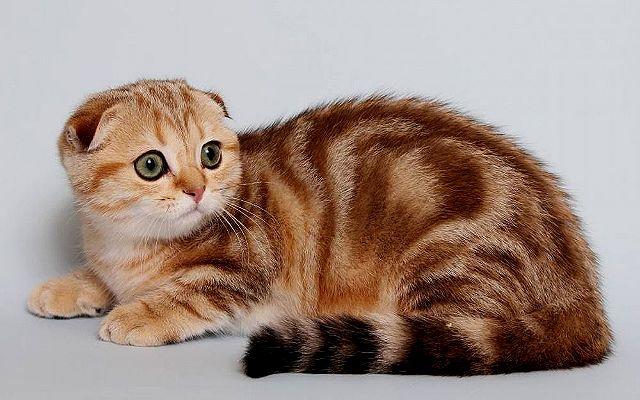 Можно ли сводить вислоухую кошку с вислоухим котом: как правильно скрещивать шотландцев