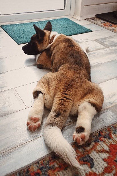 Американская акита: все о собаке, фото, описание породы, характер, цена Американская акита: все о собаке, фото, описание породы, характер, цена