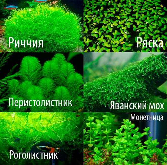 Гурами мраморный (пятнистый): содержание, размножение (разведение) в домашних условиях, отличить самку от самца, уход, продолжительность жизни аквариумной рыбки, болезни, если самец гоняет самку, нерест, совместимость, фото, отзывы, аквариум, кормление, выращивание мальков, цена, оборудование, внешний вид, характер, параметры воды, растения, грунт