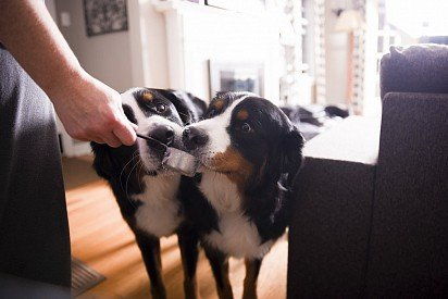 Бернский зенненхунд: все о собаке, фото, описание породы, характер, цена Бернский зенненхунд: все о собаке, фото, описание породы, характер, цена