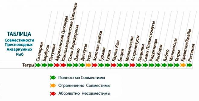 Аквариумная рыбка тетра: виды, содержание и уход, совместимость с другими рыбками, фото, размножение, кормление