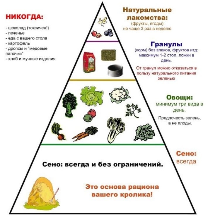 Чем кормить декоративного кролика в домашних условиях, что едят, чем питаются, что можно давать